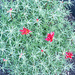 Unknown plant...