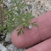 Itty-bitty flower