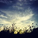 Thistle Sunset