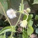 Weeds don’t get hybridized…
