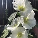 Hollyhocks in the Sun