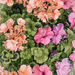 Beauty in Every Bloom