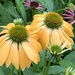 12july