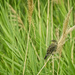 Lady Blackbird