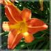 blooming brightly in Woolbeding Gardens