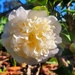 Golden Wedding.. 