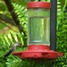 Female ruby throat...