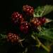 Ripening