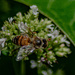 Honey bee on oregano