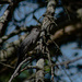 Catbird