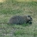 Groundhog 