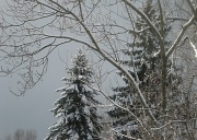 11th Feb 2011 - Snow on trees