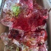 Ice dying