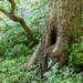 Hollow Tree