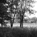 Trees at the Pond