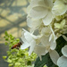 Flowers and a bee