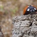 Ladybird..