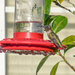 Hummingbird