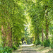 Avenue of trees