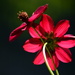 Cosmos~~~~