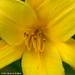 Simply Yellow