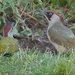 Green Woodpeckers