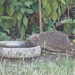 Mrs Tiggywinkle 