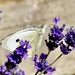 Large White