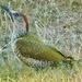 Green Woodpecker