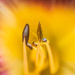 Stamens