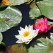 Full bloom!
