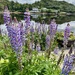 Flowers in Gairloch. 