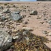A walk at Gruinard beach. 
