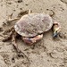 Crab. 