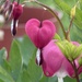 A bleeding heart