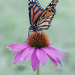 Monarch on Coneflower