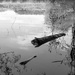 Log in the Water