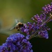 Not a bee