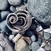 Beach Find