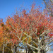 Just in time before all the leaves were gone.