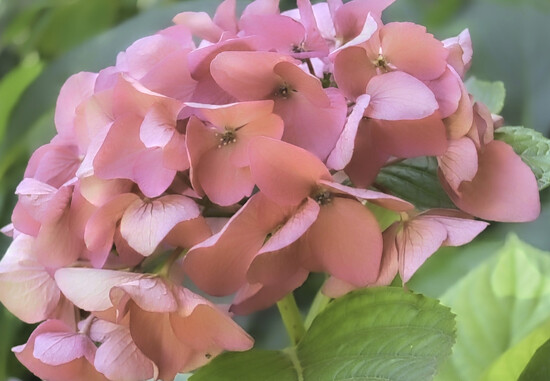Hydrangea by joysfocus