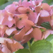 Hydrangea