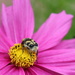 Bee Beetle