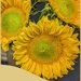 Sunflowers 