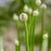 Baby Allium