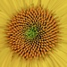 Golden Spirals