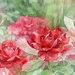 Watercolor Roaming Roses