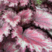 Pretty plant