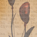  Shadow of glass tulips