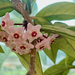Hoya